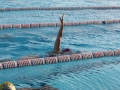 p2m_2014_schwimmtraining_1028_262